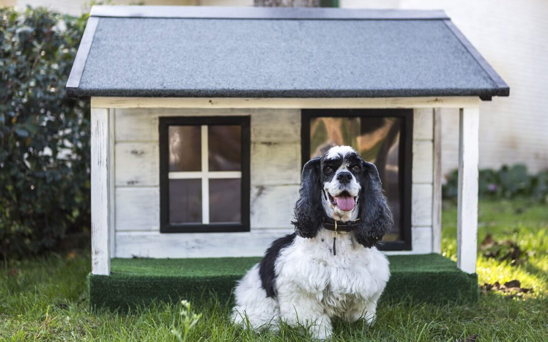 Build Your Dog House