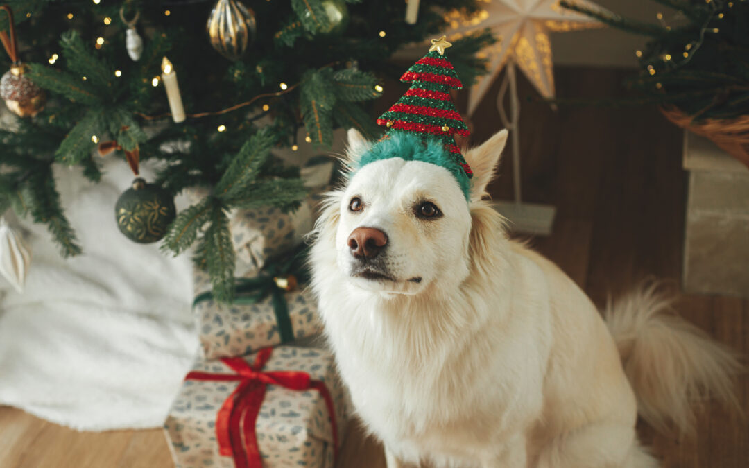 Canine Chronicles: Navigating 5 Doggy Mischiefs You May Encounter During the Festive Season