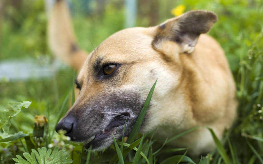 Why Do Dogs Eat Grass?