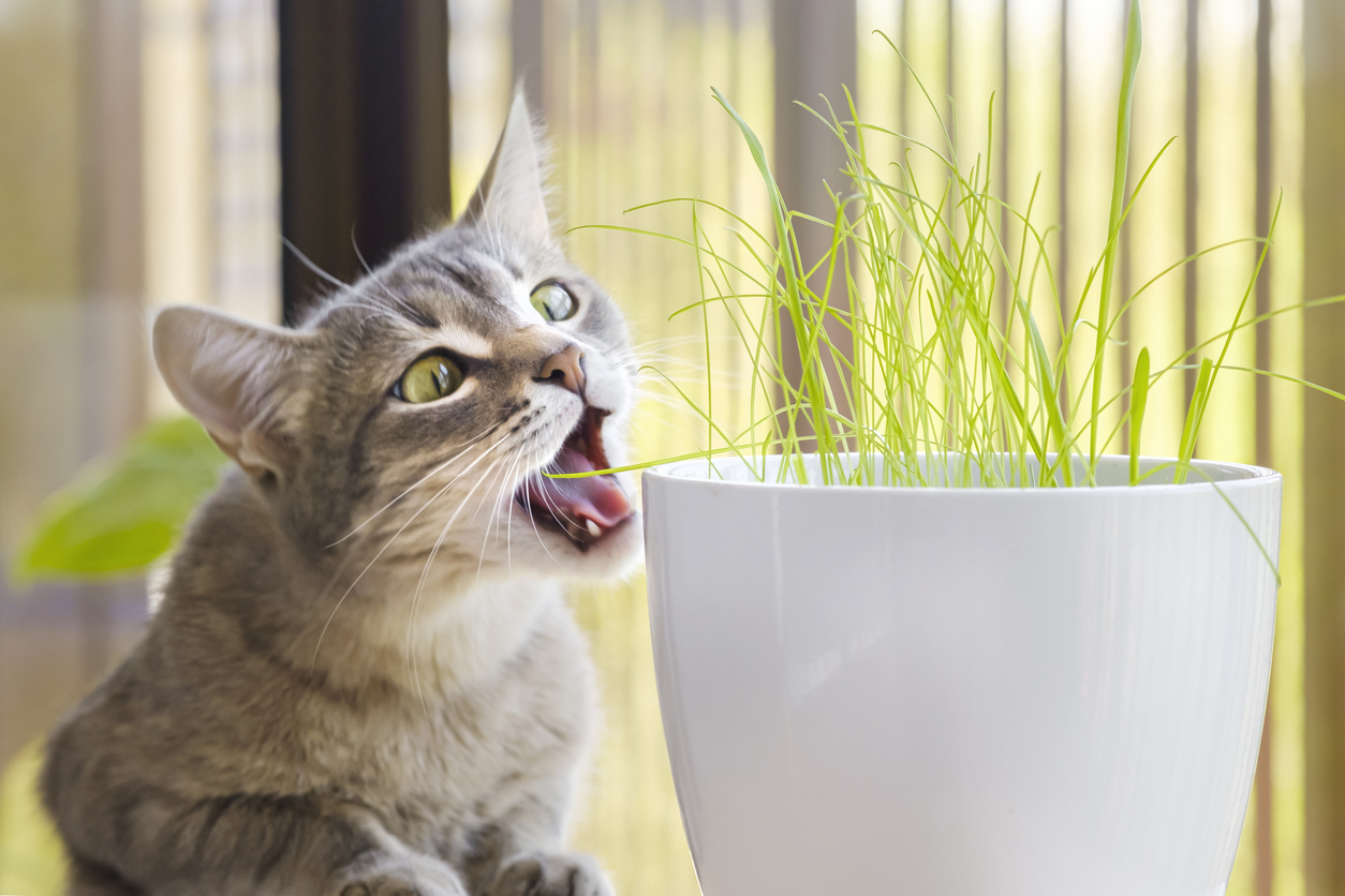 PawPaw Pets South Africa explains why cats eat grass