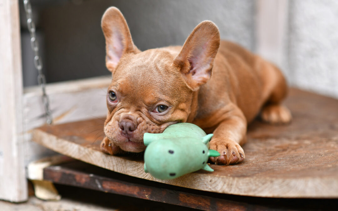 Why Do Dogs Love Squeaky Toys?